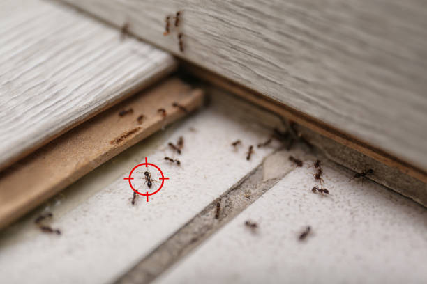 Best Affordable Pest Control Services  in Aiea, HI