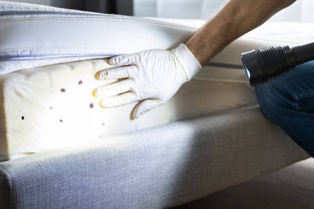 Trusted Aiea, HI Pest Control Experts