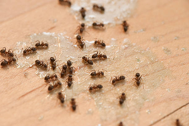 Best Exterminator Services  in Aiea, HI