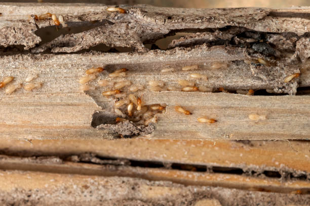 Best Exterminator Services  in Aiea, HI